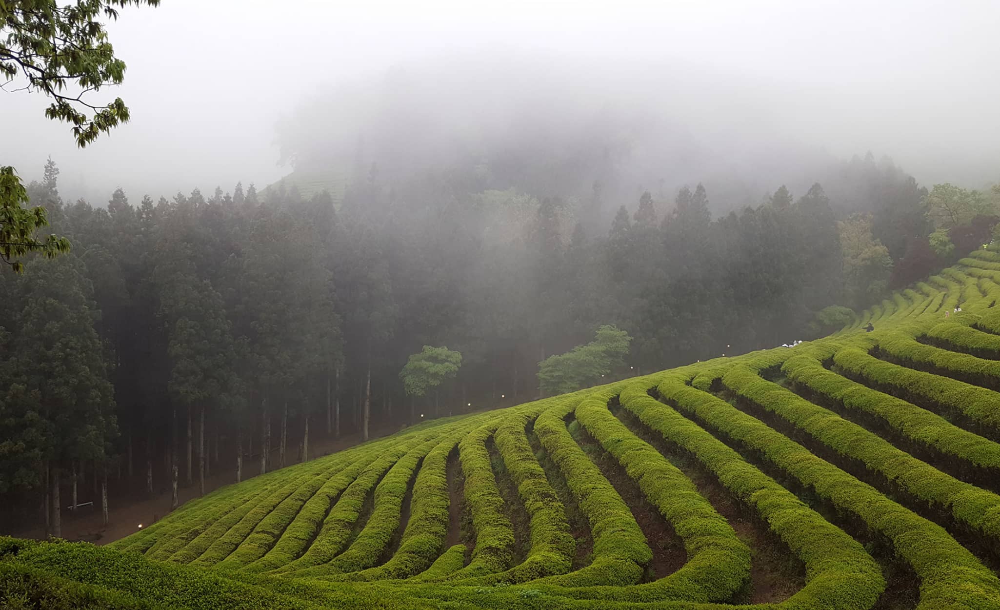 Les champs de thé de Boseong